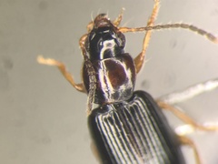 Bradycellus neglectus