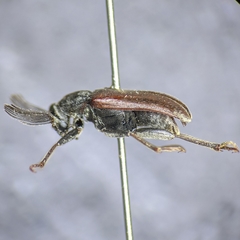 Ptilophorus wrightii