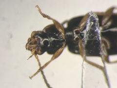 Bradycellus neglectus