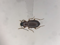 Stenolophus fuscatus