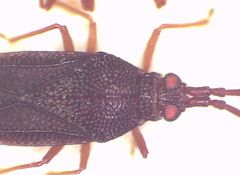 Perissonemia sodalis