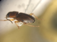Stenolophus fuscatus