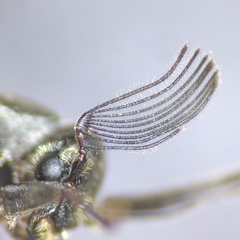 Ptilophorus wrightii