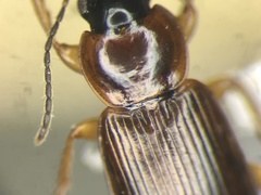 Stenolophus fuscatus