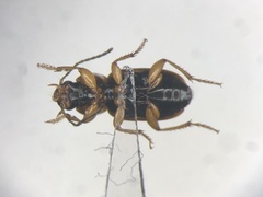 Stenolophus fuscatus