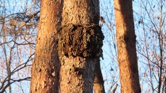 Cronartium orientale