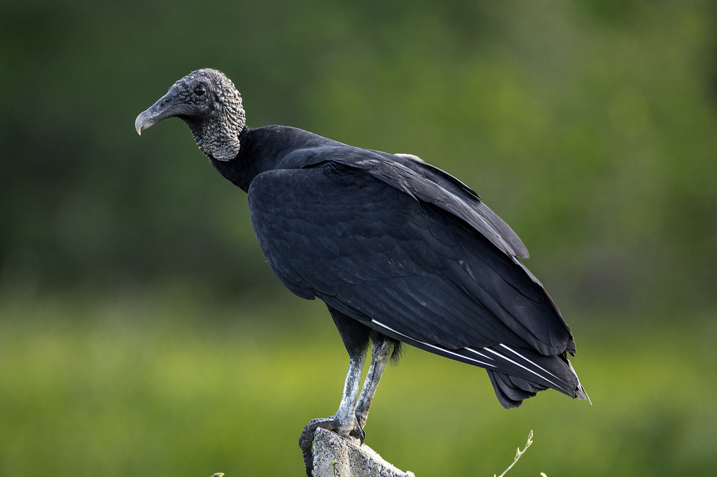 Black Vulture (Coragyps atratus) photo