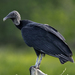 Neotropical Black Vulture - Photo (c) eduardovieira17, some rights reserved (CC BY-NC), uploaded by eduardovieira17