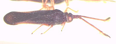 Perissonemia sodalis
