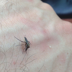 Psorophora cyanescens