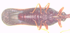 Perissonemia sodalis
