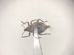 Rhinoncus pericarpius