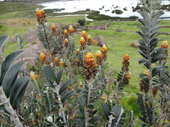 Buddleja coriacea