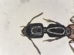 Gauropterus fulgidus