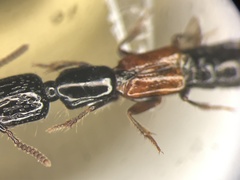 Gauropterus fulgidus