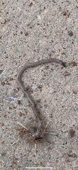 Tantilla