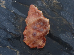 Dulcerana granularis