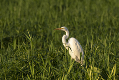 Ardea alba