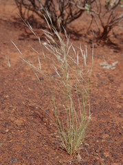 Aristida contorta