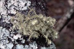 Usnea molliuscula
