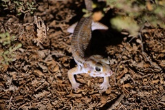 Teratoscincus keyserlingii