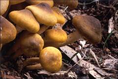 Armillaria luteobubalina