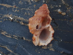 Dulcerana granularis