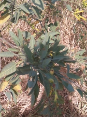 Nicotiana glauca