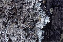 Hypogymnia pulverata