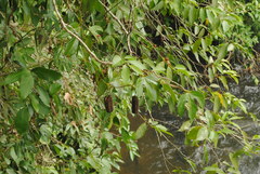 Aristolochia macroura