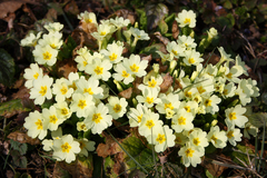 Primula vulgaris