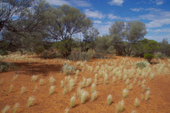 Acacia aneura