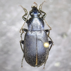 Chlaenius orbus