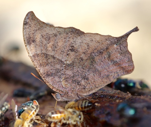 Pale-spotted Leafwing