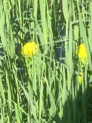 Euphorbia palustris