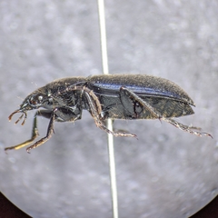 Chlaenius orbus
