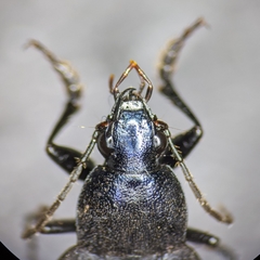 Chlaenius orbus