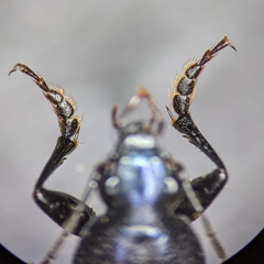 Chlaenius orbus