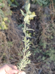 Salvia
