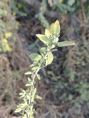 Salvia