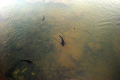 Steindachneridion melanodermatum