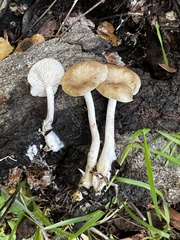 Clitocybe salmonilamella