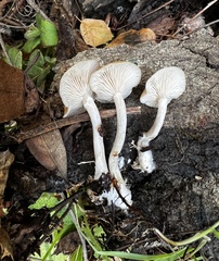 Clitocybe salmonilamella