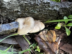 Clitocybe salmonilamella