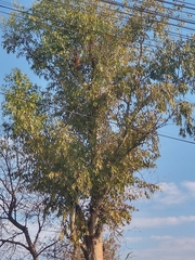 Eucalyptus