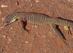 Varanus panoptes rubidus