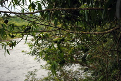 Garcinia brasiliensis