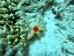 Fromia nodosa
