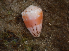 Conus miliaris