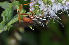 Ceropalinae